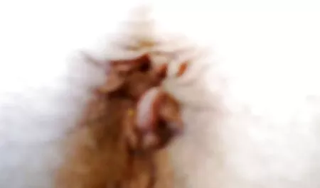 সূক্ষ্ম অপেশাদার, দুর্দশা আসে 4 বার সামনে আপনার ওয়েবক্যাম